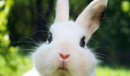 网红吃瓜小兔子图片高清,萌态十足高清美图来袭！